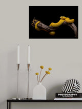 Bothriechis schlegelii - Eyelash Viper Poster och Canvastavla