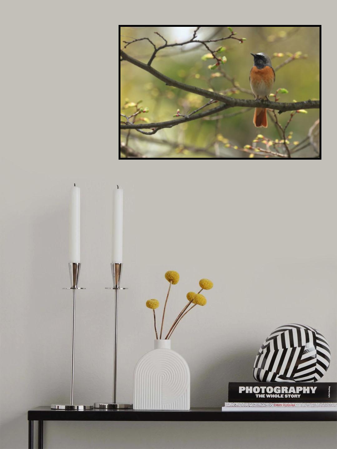 Common redstart Poster och Canvastavla