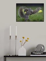 Squirrel boxing Poster och Canvastavla