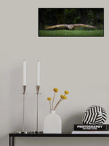 Owl Poster och Canvastavla
