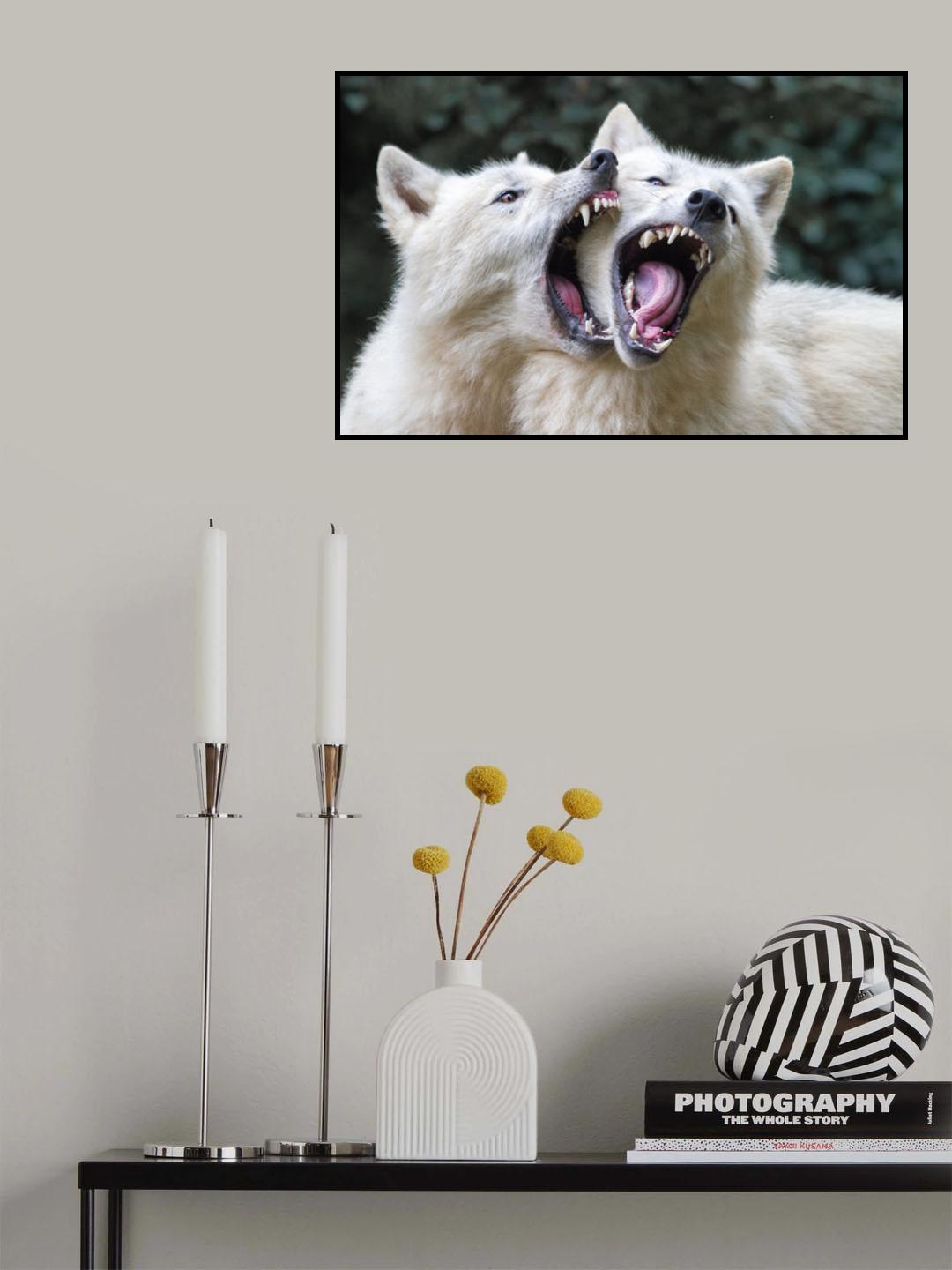 Wolf kiss Poster och Canvastavla