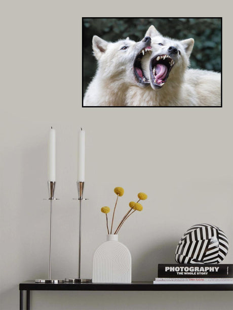Wolf kiss Poster och Canvastavla