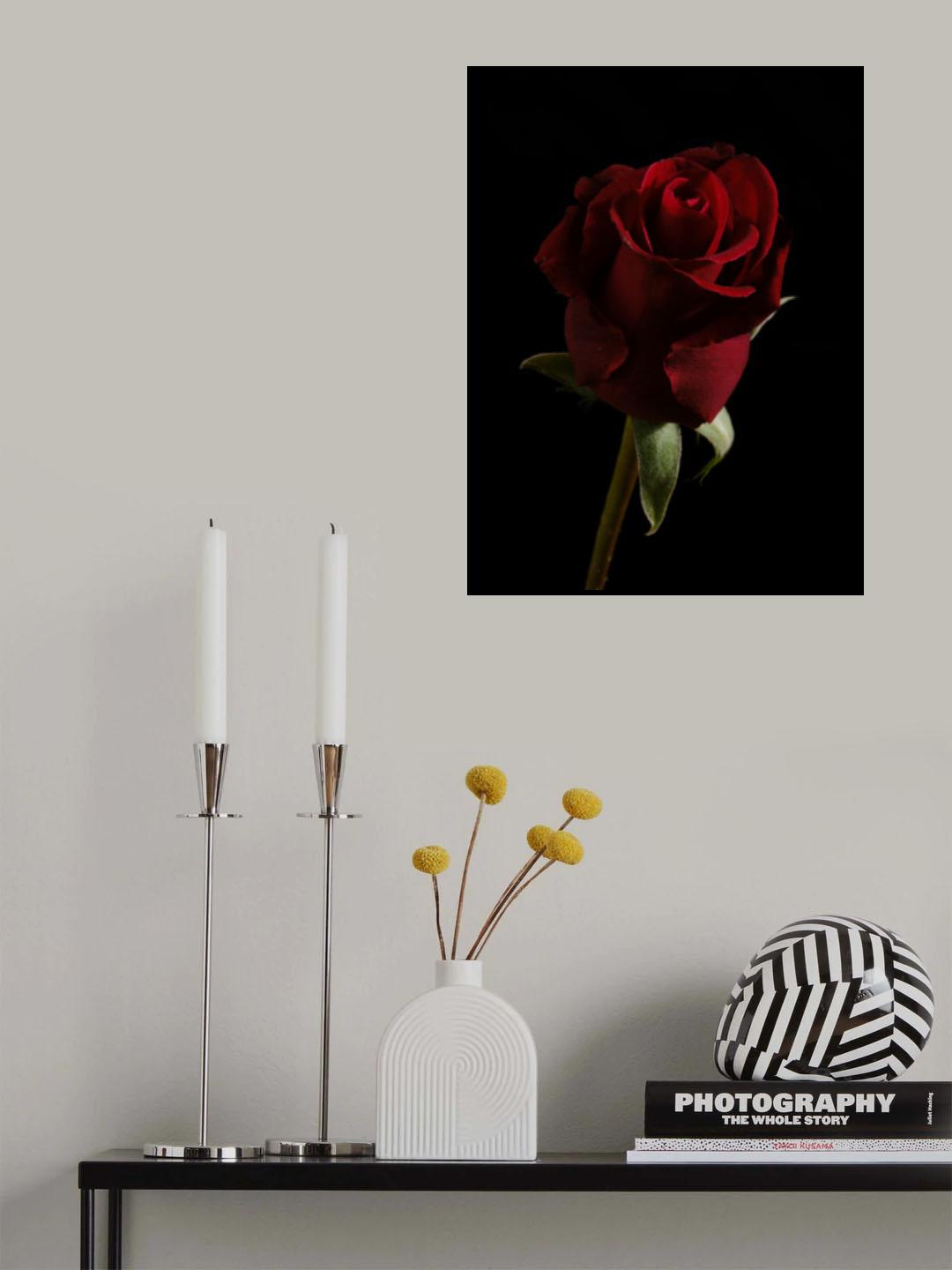 a beautiful red rose Poster och Canvastavla