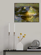 Bullfrog Poster och Canvastavla