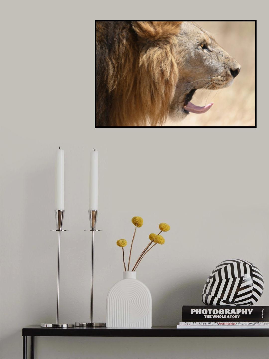 Lion Poster och Canvastavla