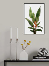Bird of Paradise Plant on White Wall Poster och Canvastavla