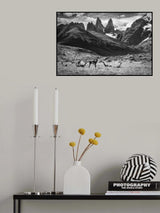 Guanacos Poster och Canvastavla