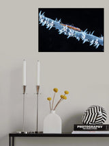 Whip coral  and its goby of the mesophotic zone Poster och Canvastavla