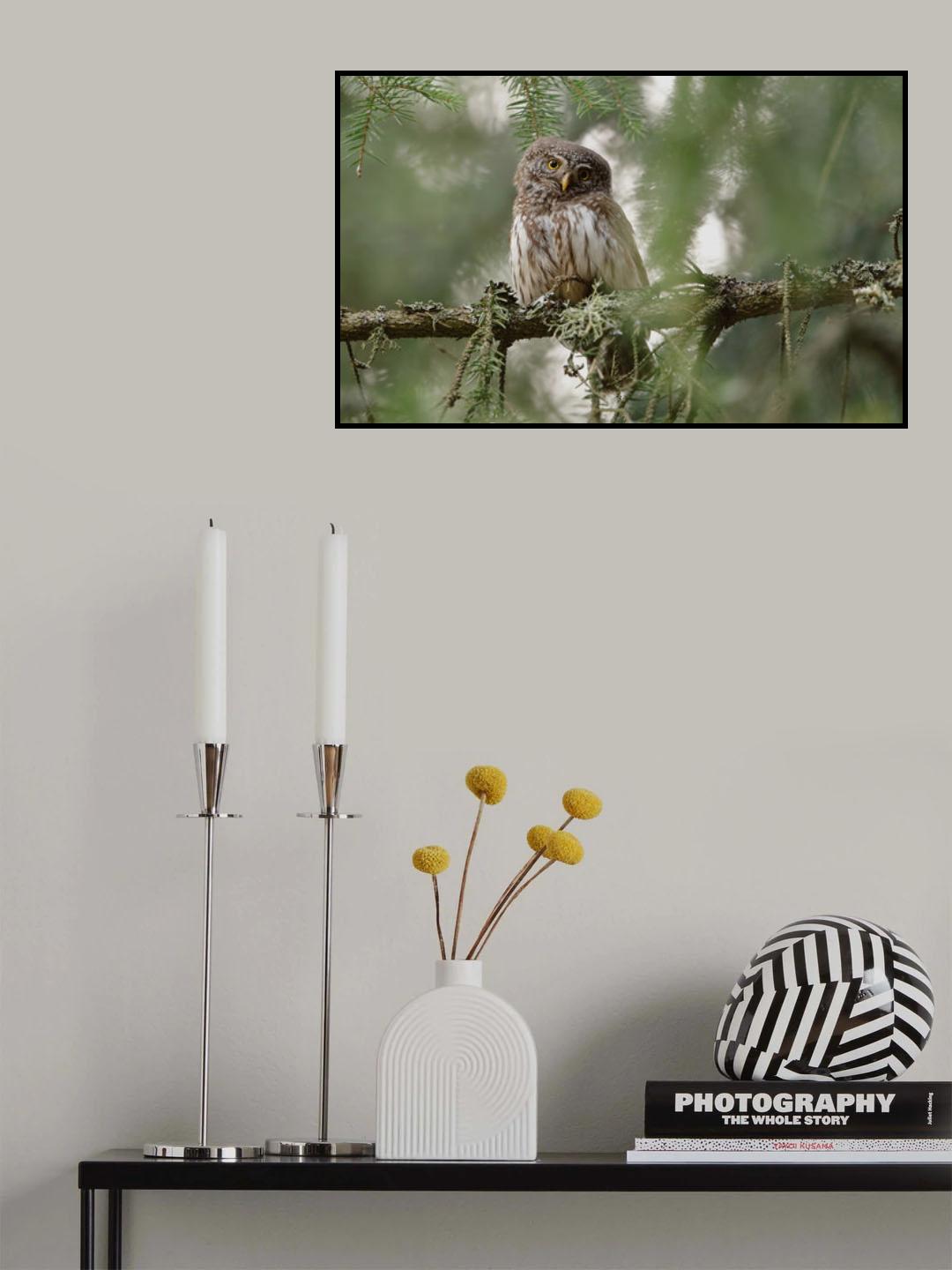 Pygmy Owl Poster och Canvastavla