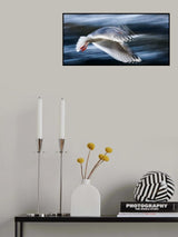...Panning Gull... Poster och Canvastavla