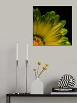 Petals Poster och Canvastavla