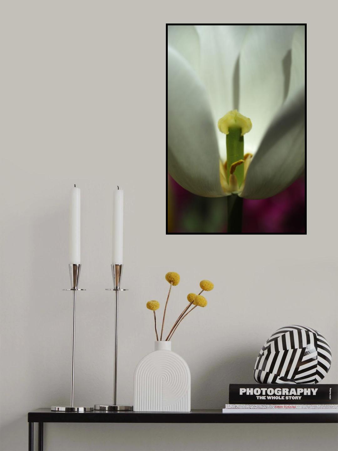 white tulip close up Poster och Canvastavla