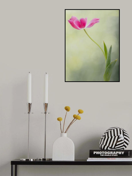 Spring Tulip Poster och Canvastavla