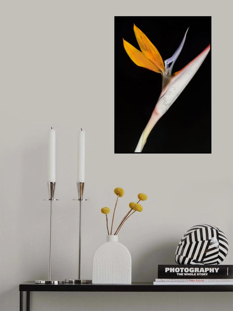 Bird of Paradise Poster och Canvastavla