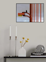 Golden Gate Crow Poster och Canvastavla