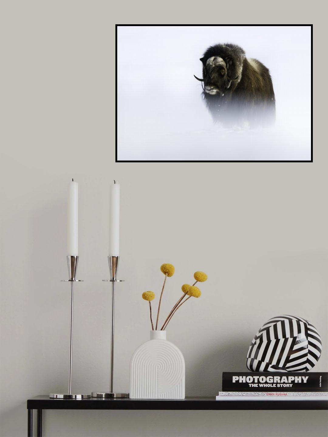 Muskox Poster och Canvastavla