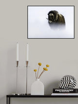 Muskox Poster och Canvastavla