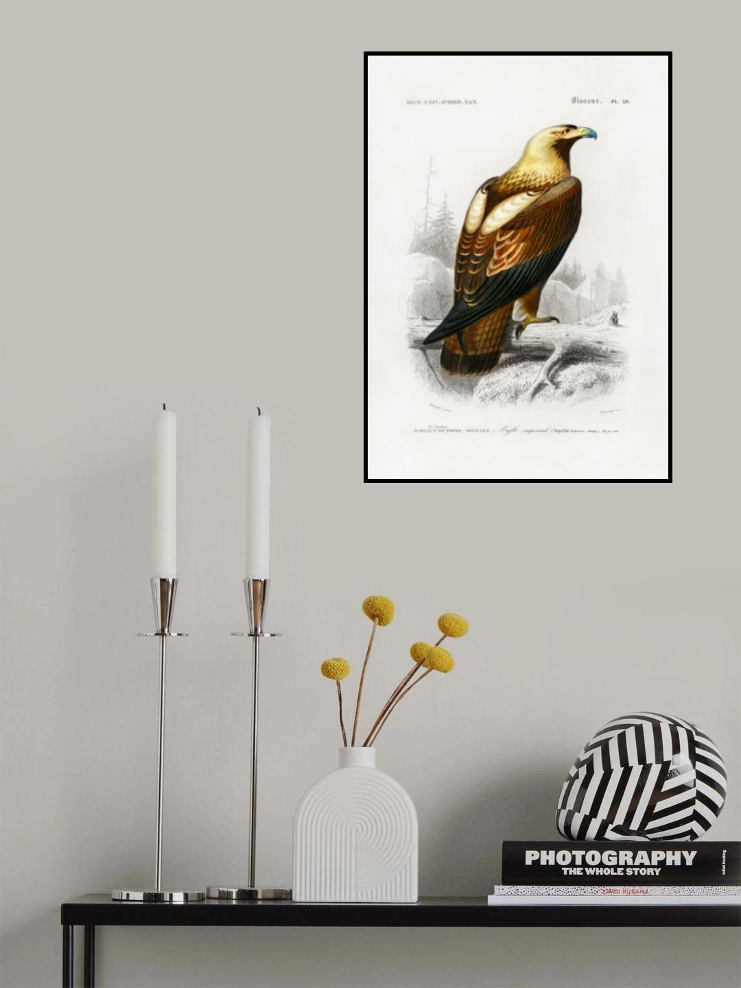 Eastern Imperial Eagle Poster och Canvastavla