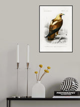 Eastern Imperial Eagle Poster och Canvastavla