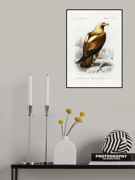 Eastern Imperial Eagle Poster och Canvastavla