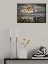 Lion Island Poster och Canvastavla