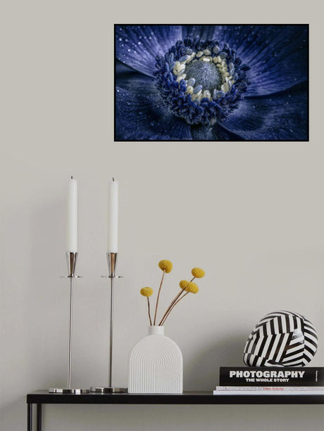 anamone Poster och Canvastavla