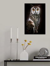 Long-eared owl portrait Poster och Canvastavla