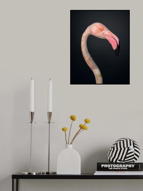 F L A M B O Y A N C E Poster och Canvastavla