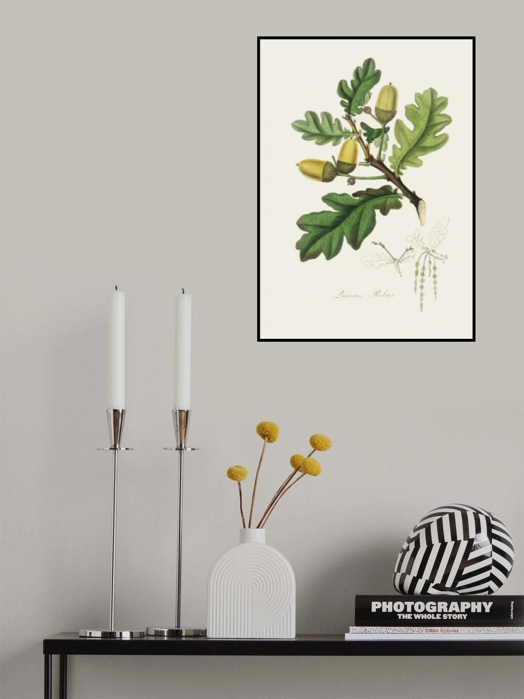 English Oak (quercus) Medical Botany Poster och Canvastavla