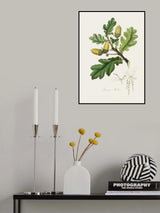 English Oak (quercus) Medical Botany Poster och Canvastavla