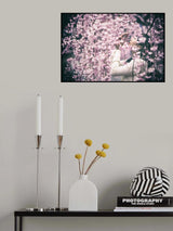 Weeping Cherry Poster och Canvastavla