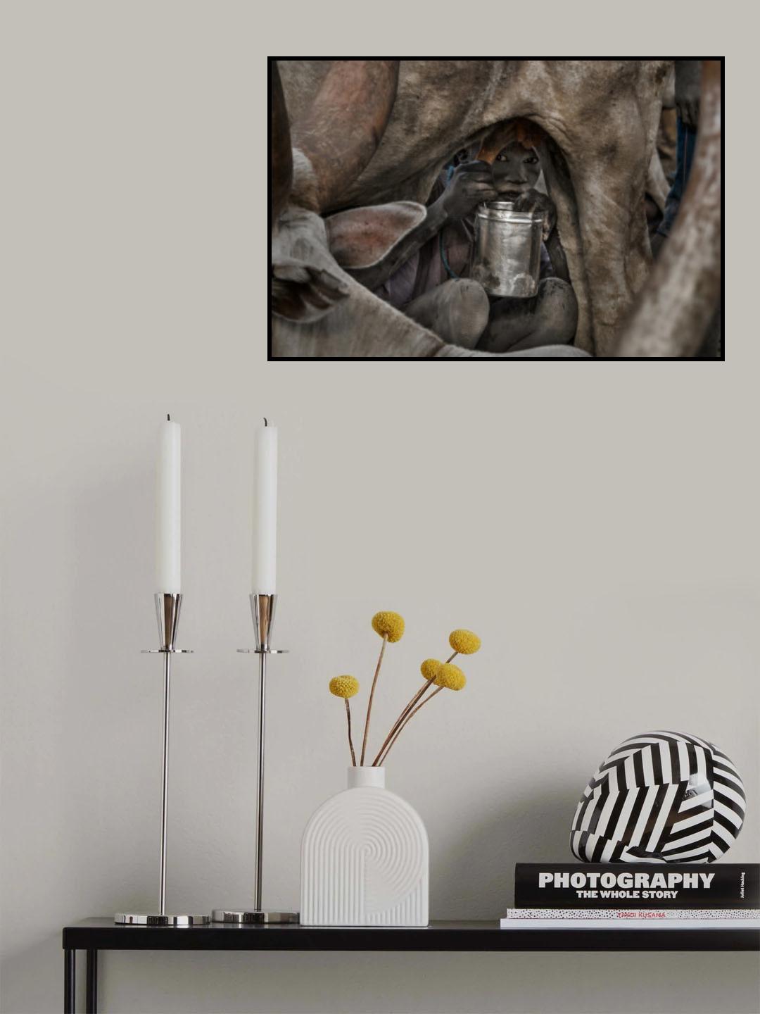 Mundari child milking a cow-I - South Sudan Poster och Canvastavla
