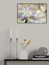 Golden touch Poster och Canvastavla