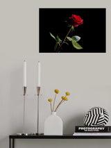 red rose Poster och Canvastavla