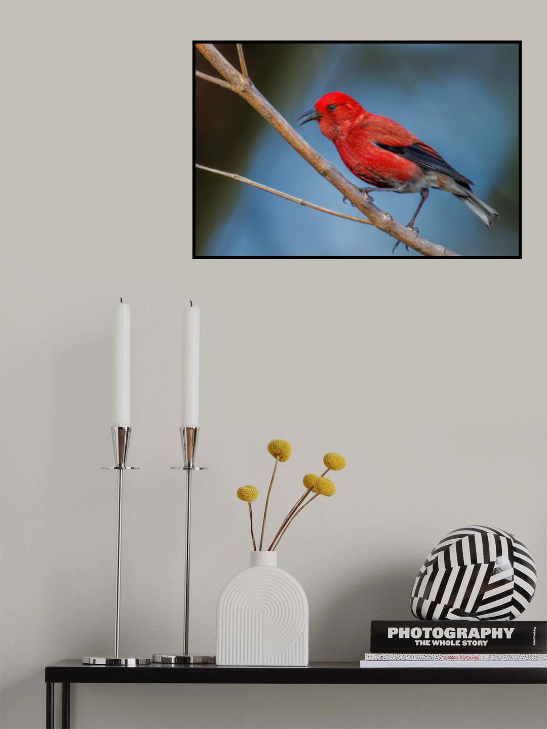 Apapane Poster och Canvastavla