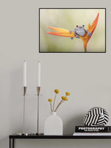Amazon Milk Tree Frog Poster och Canvastavla