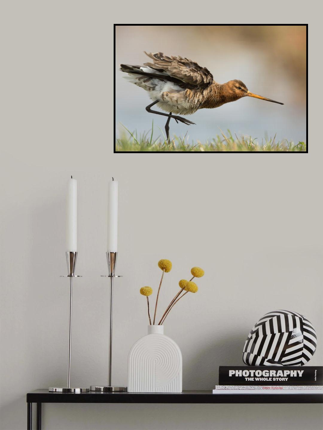 our national bird....the godwit Poster och Canvastavla