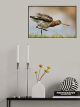 our national bird....the godwit Poster och Canvastavla