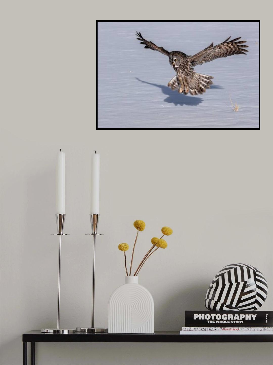 Great Grey Owl Poster och Canvastavla