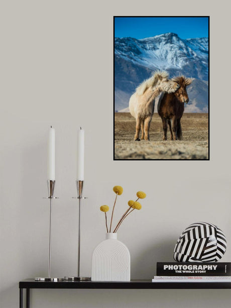 The beautiful horses during courtships Poster och Canvastavla