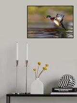 iHop, Wood Duck, Aix sponsa Poster och Canvastavla