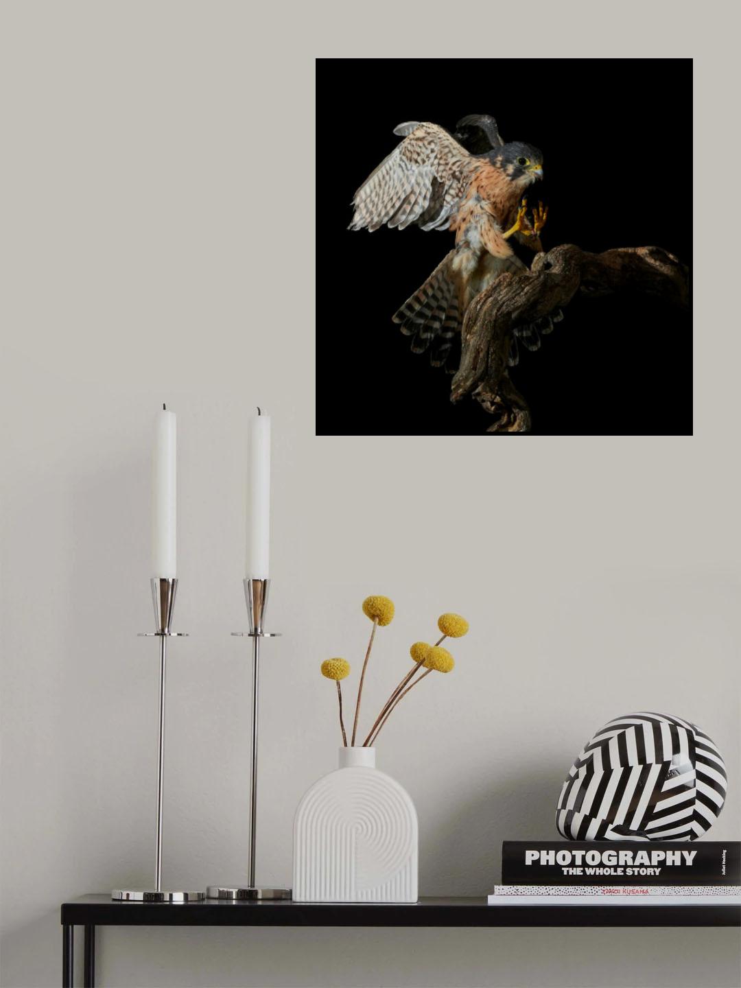 Night Hawk Poster och Canvastavla