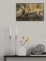 Oxpeckers on buffalo Poster och Canvastavla