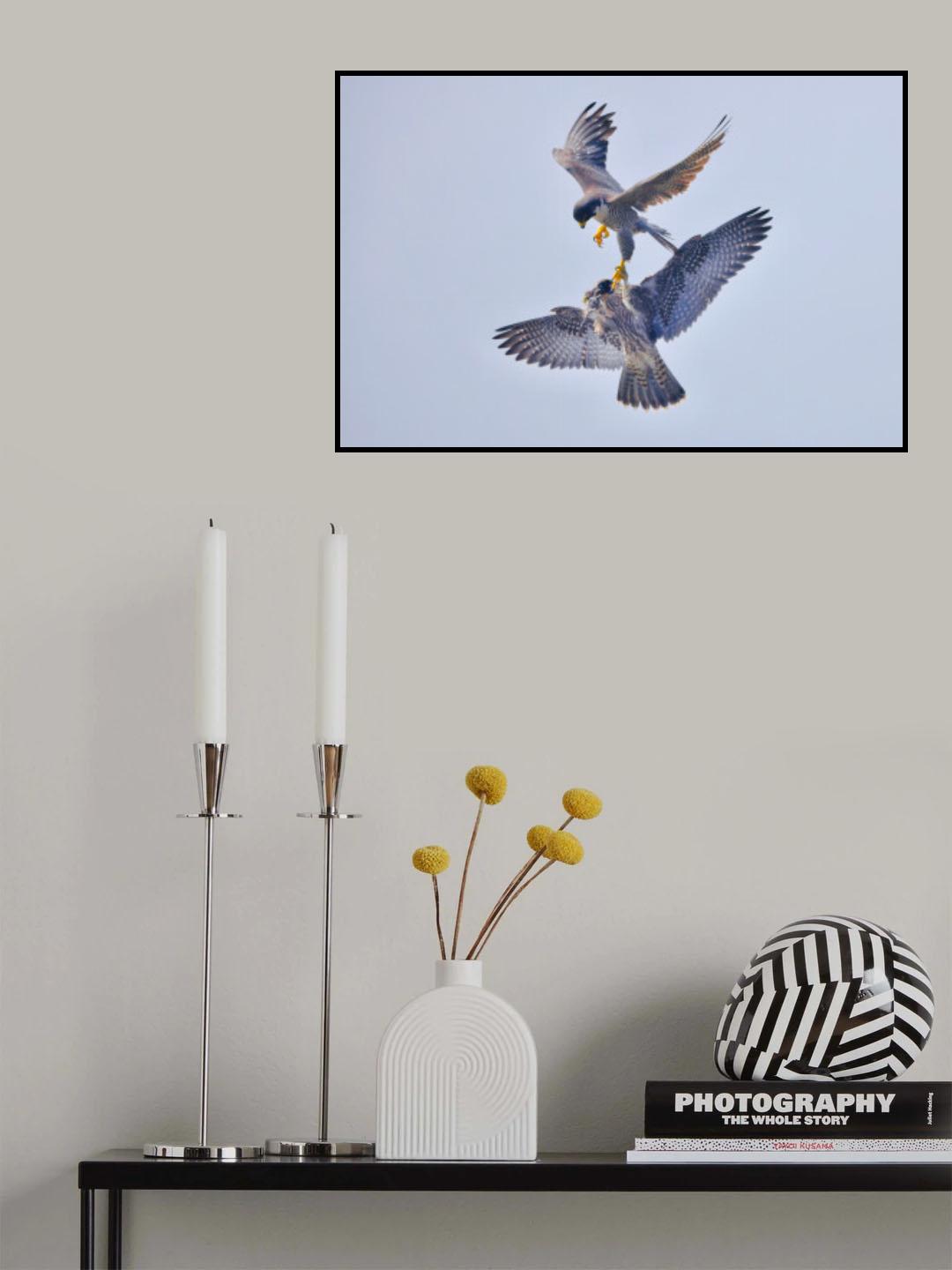 Peregrine Falcon Transfer Food Poster och Canvastavla