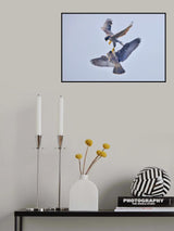 Peregrine Falcon Transfer Food Poster och Canvastavla