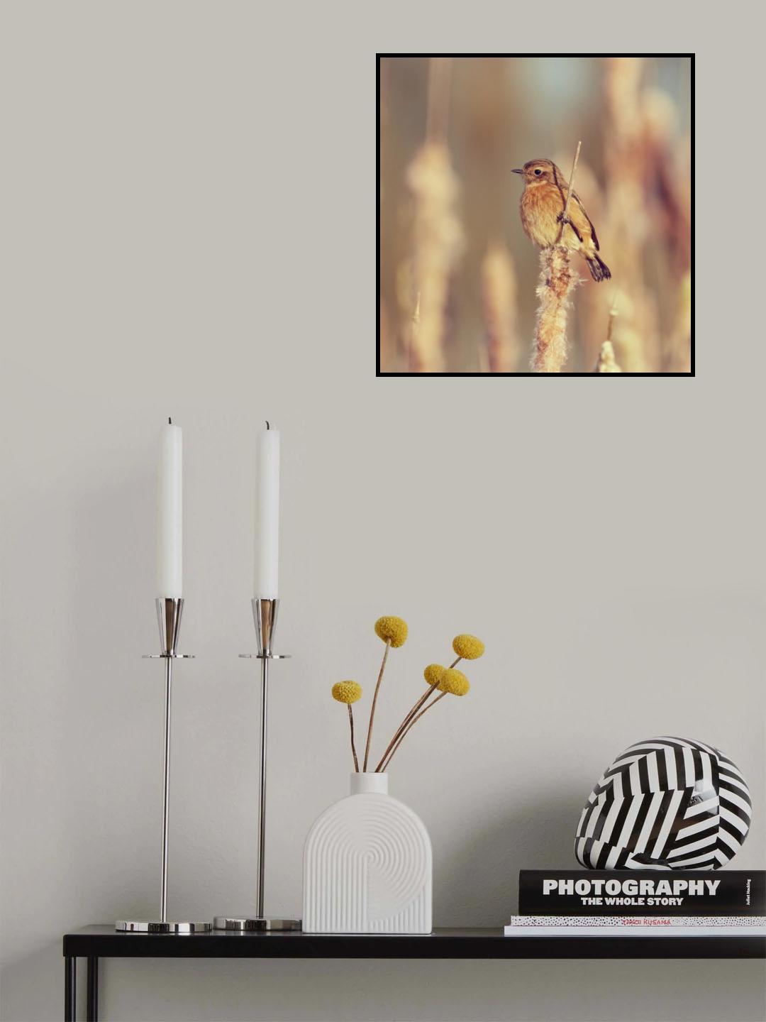 Looking for love Poster och Canvastavla