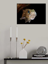 A Super Mother  (with all eggs in mouth) Poster och Canvastavla