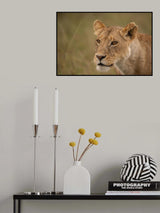 Lioness Poster och Canvastavla