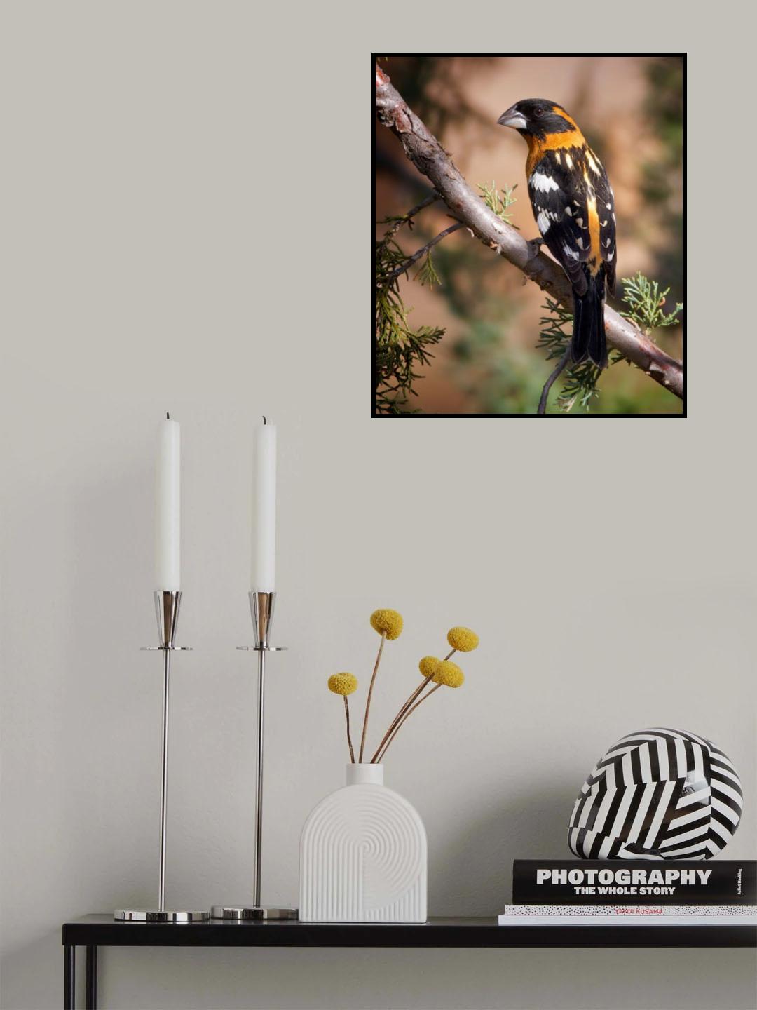 Black-headed  Grosbeak Poster och Canvastavla