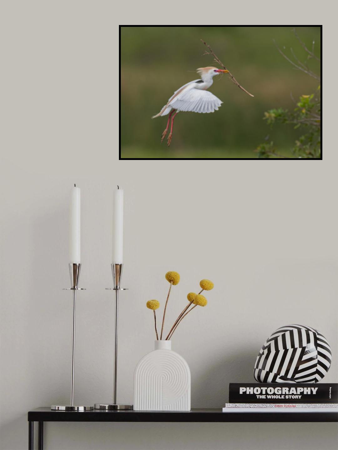 Cattle Egret Poster och Canvastavla